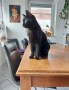 Lilla (11)